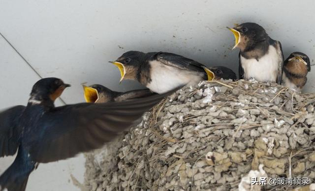 三种鸟进屋好指的是哪三种,三鸟进家门家中出贵人是哪三鸟