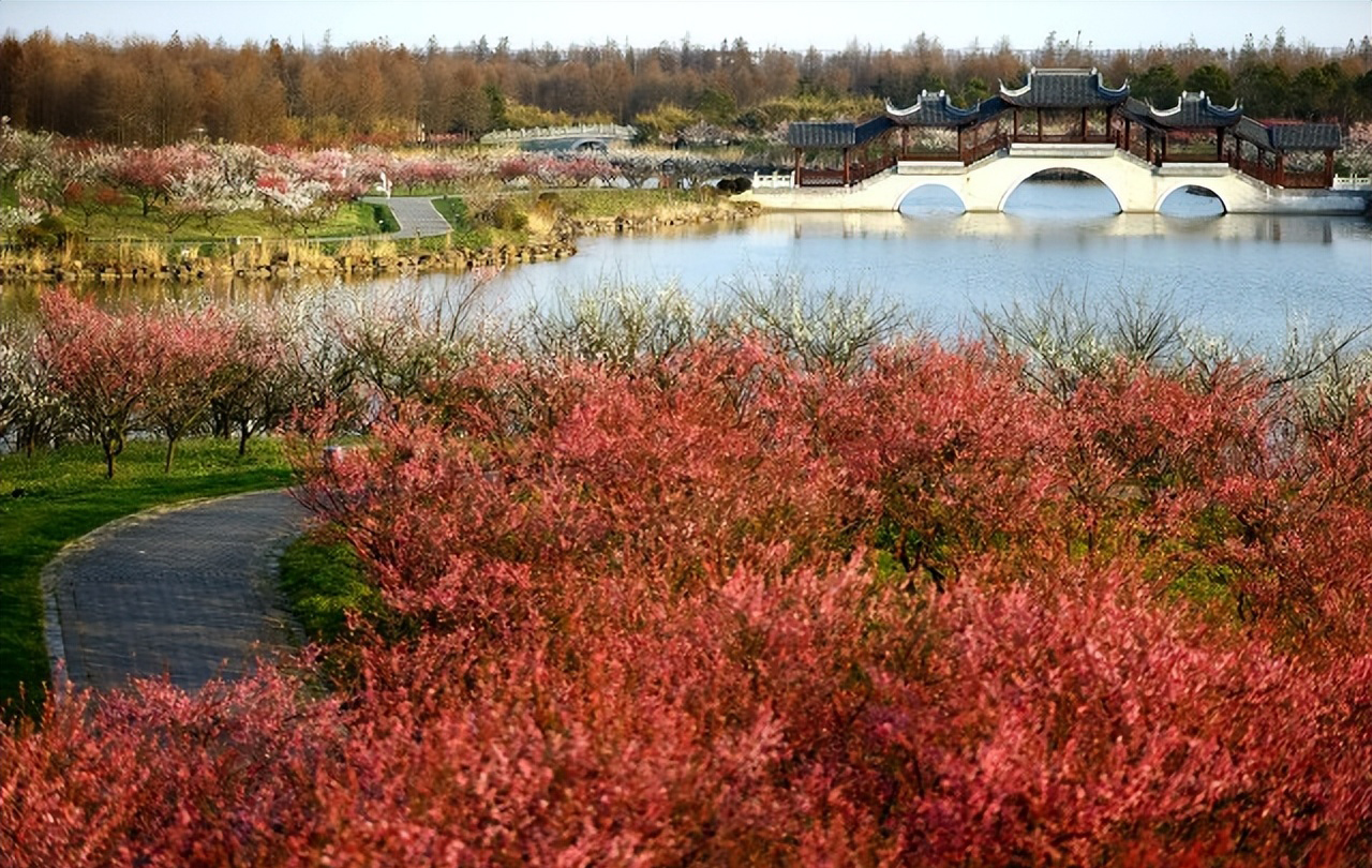 上海海湾国家森林公园在什么地方,上海国家森林公园有几个