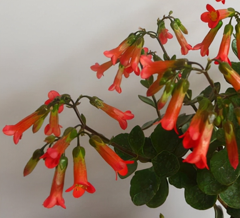 百花齐放春意浓群芳争艳,百花齐放喜迎新春