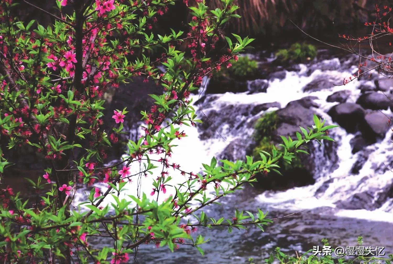 一首桃花诗词鉴赏,桃红柳绿鸟语花香春景古诗词