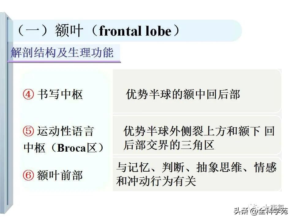神经系统的影像与解剖定位,最全神经解剖图
