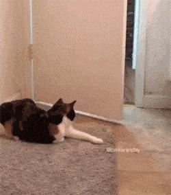 养猫人都有的病,我得了一种很严重的病