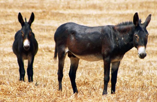 驴和马为什么能培育出骡子,马和驴真的能产下骡子吗