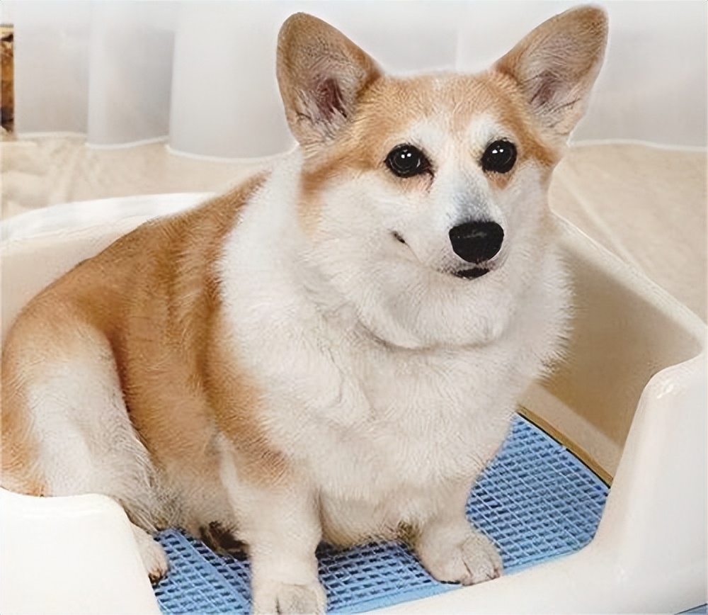 养柯基幼年需要注意的一些事项,养三个月幼崽柯基新手要注意什么