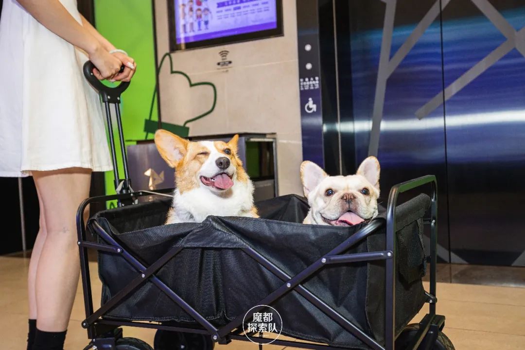 宠物可以进商场吗,宠物能进宠物友好商场吗