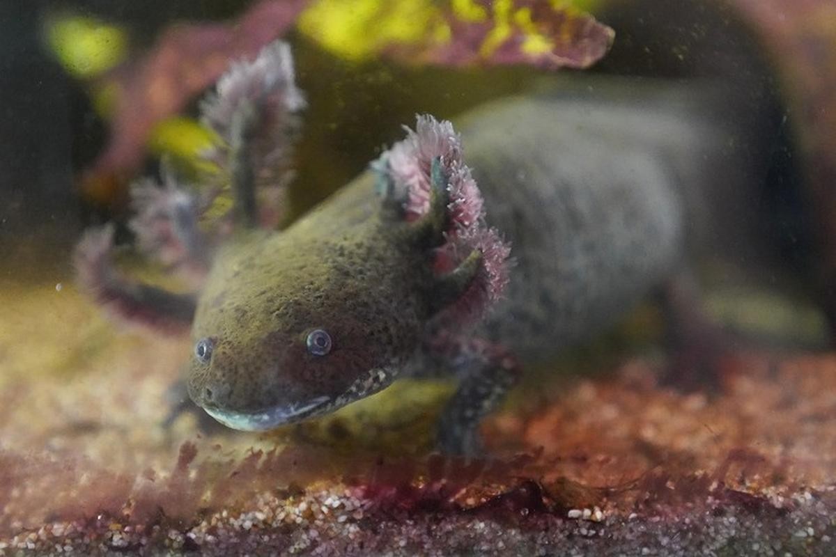 人类有能力复活恐龙吗,人类拥有自愈能力吗