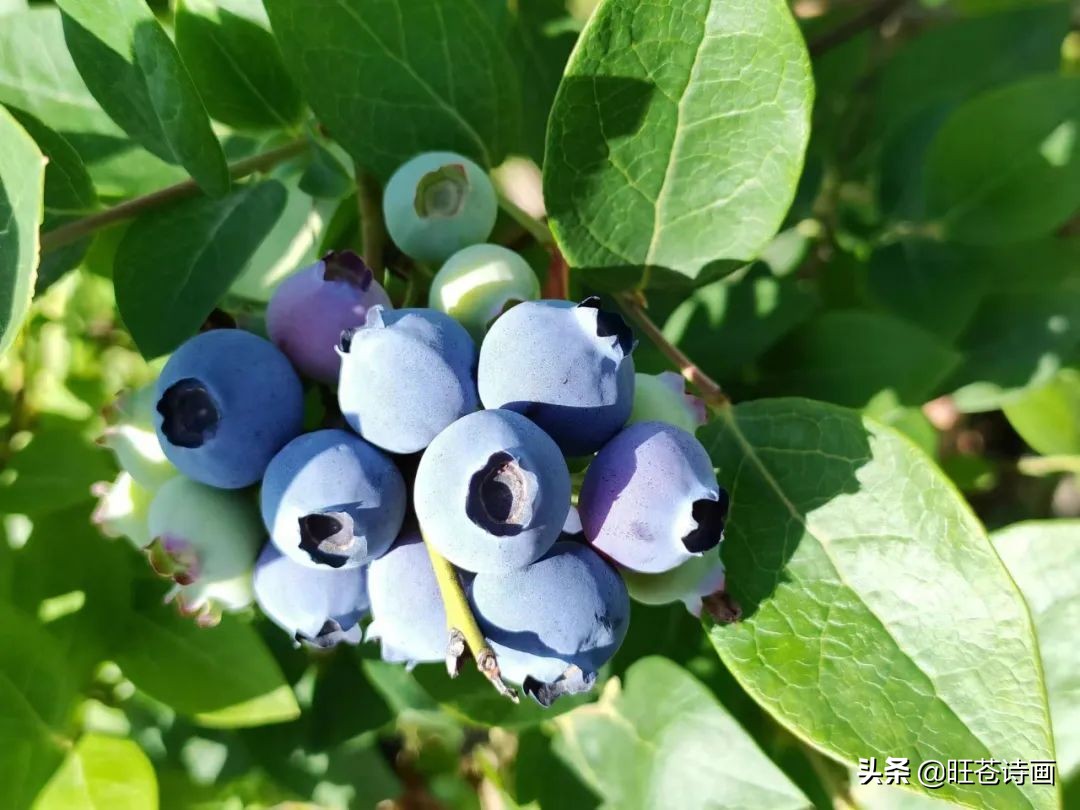 “蓝”不住的“莓”好！旺苍木门蓝莓基地明天开园（文中有福利）