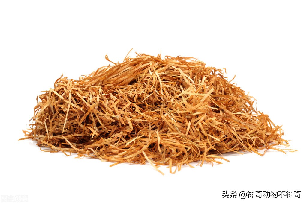 世界上最致命的毒蝎,致命毒蝎子