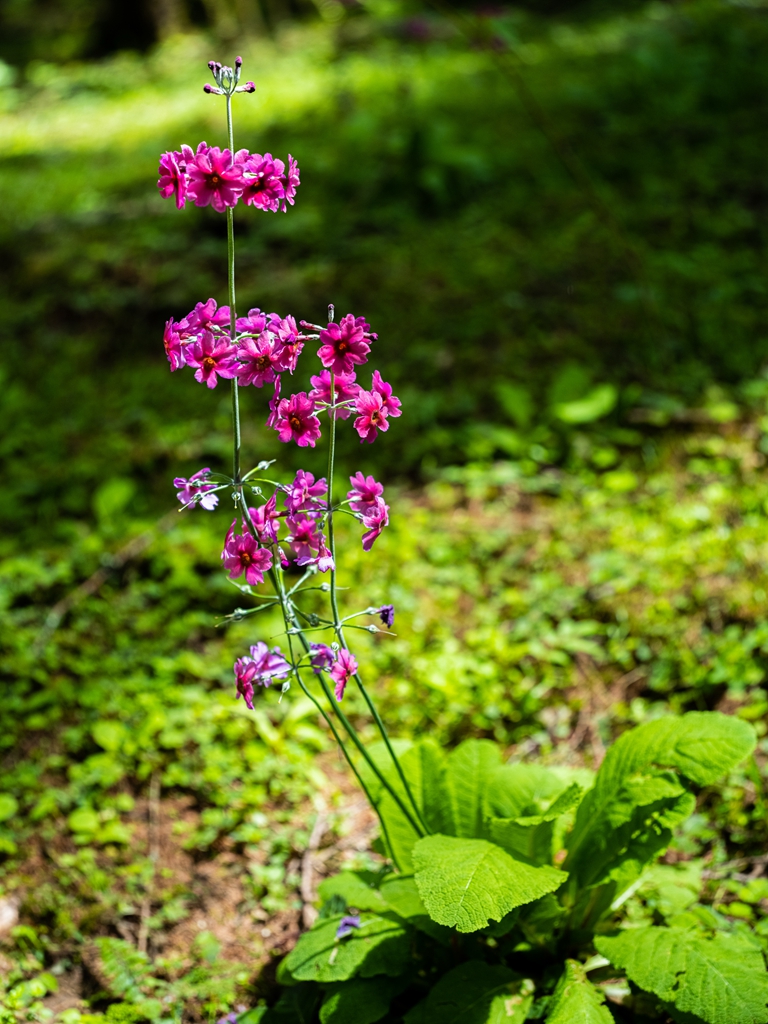 雅安熊猫生态公园地址,雅安芦山熊猫公园