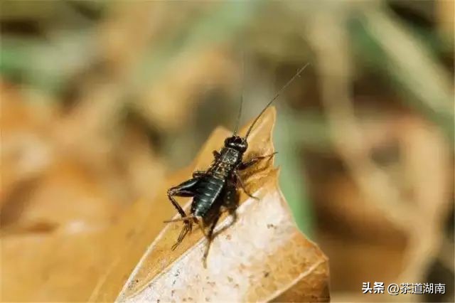 秋分代表凉爽时间,秋分季节天气怎样