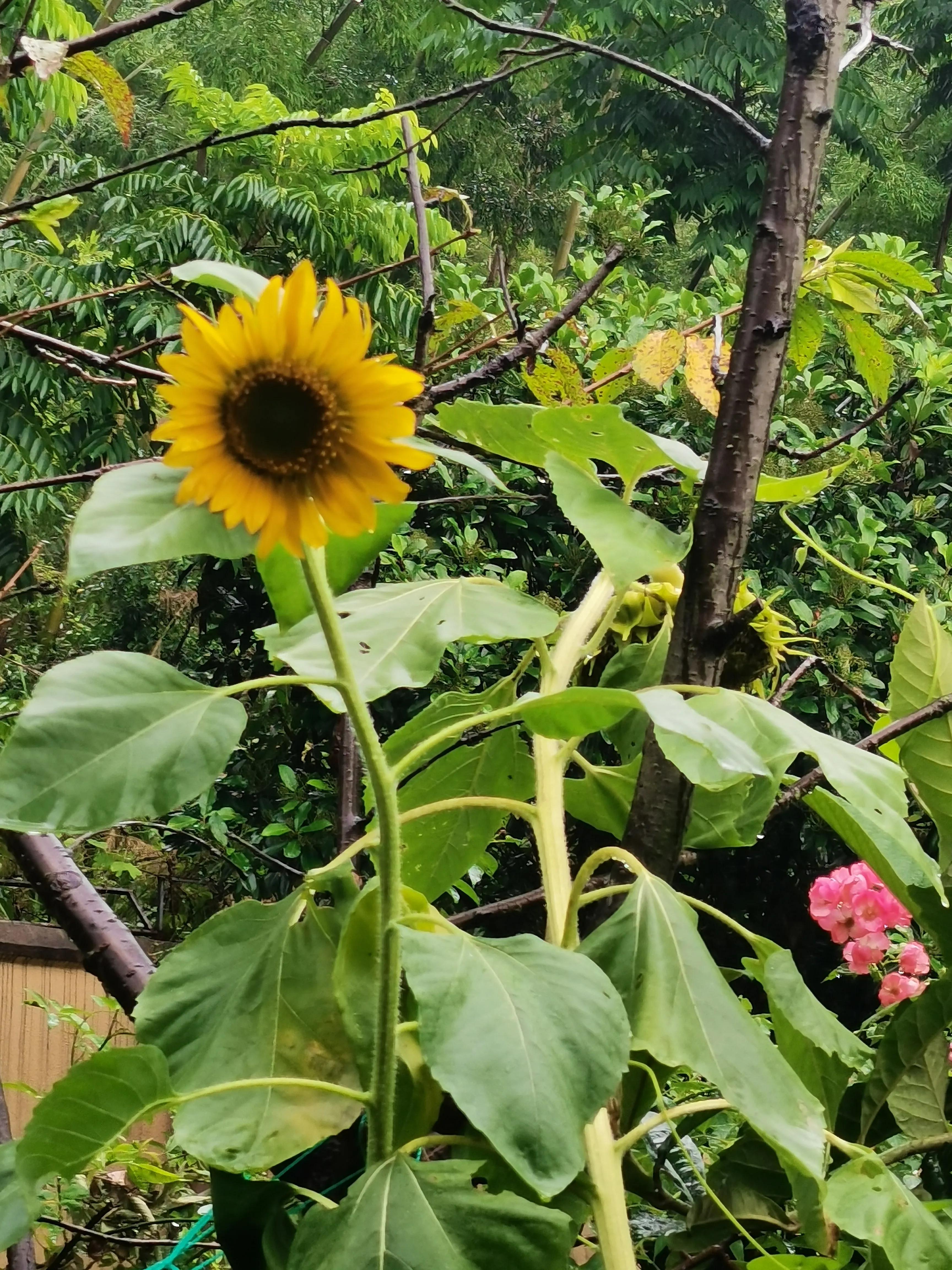 花园里的一年四季,春天花园里美丽景色
