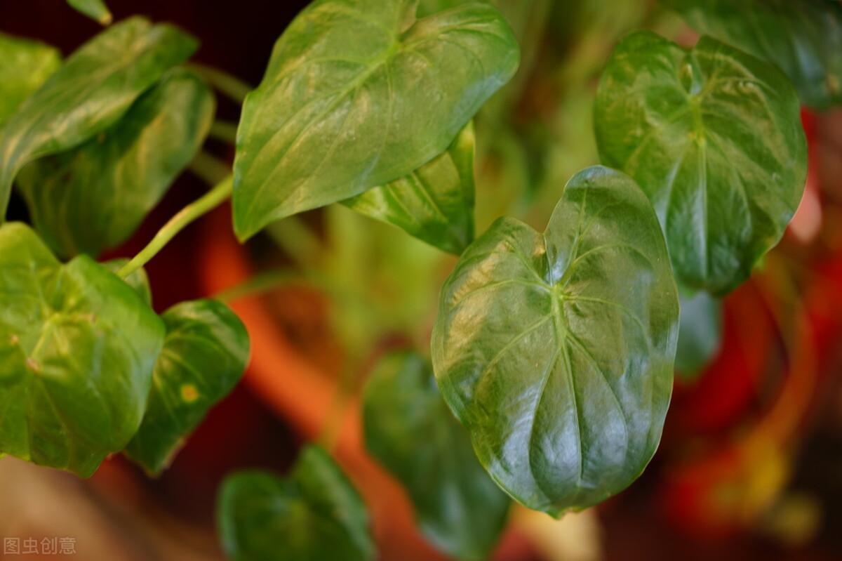 太实用了！45种常见植物养殖方法大全