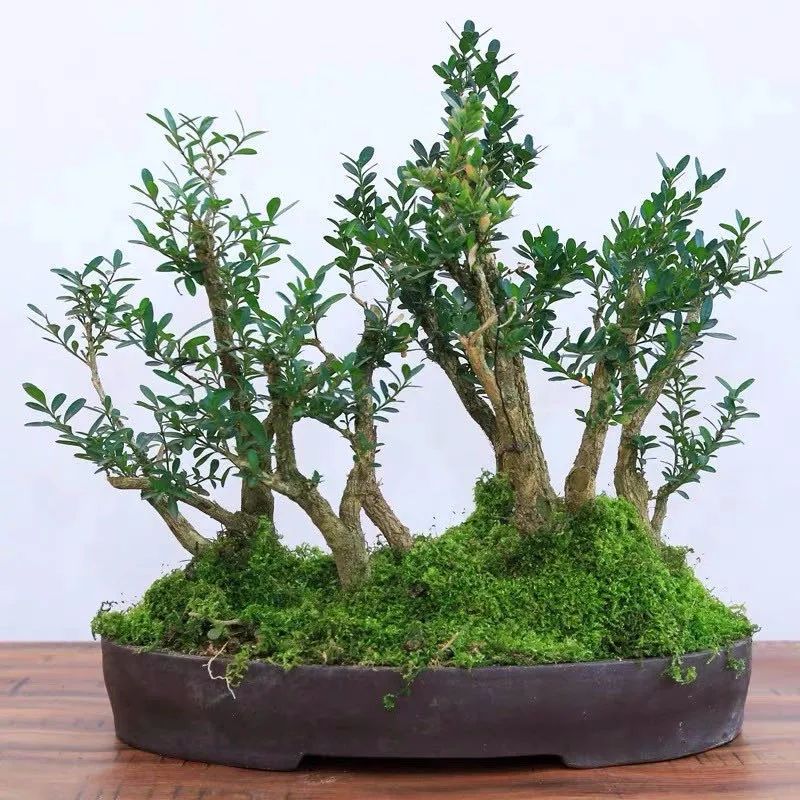 家里养什么旺财树最好,四种守家树越养越吉祥