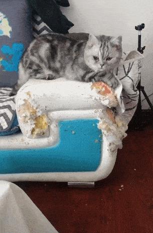 为什么说有些人千万不能养猫,哪种人不建议养猫