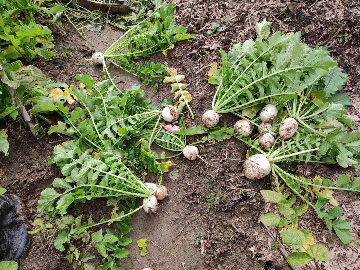 老祖宗种菜谚语,老祖宗留下的种菜口诀