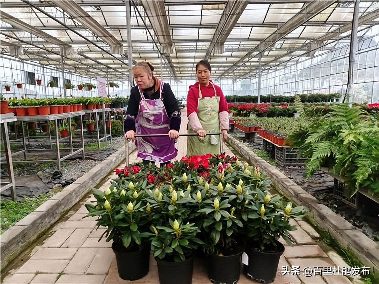 百里杜鹃哪里的花最好,百里杜鹃最近花开情况