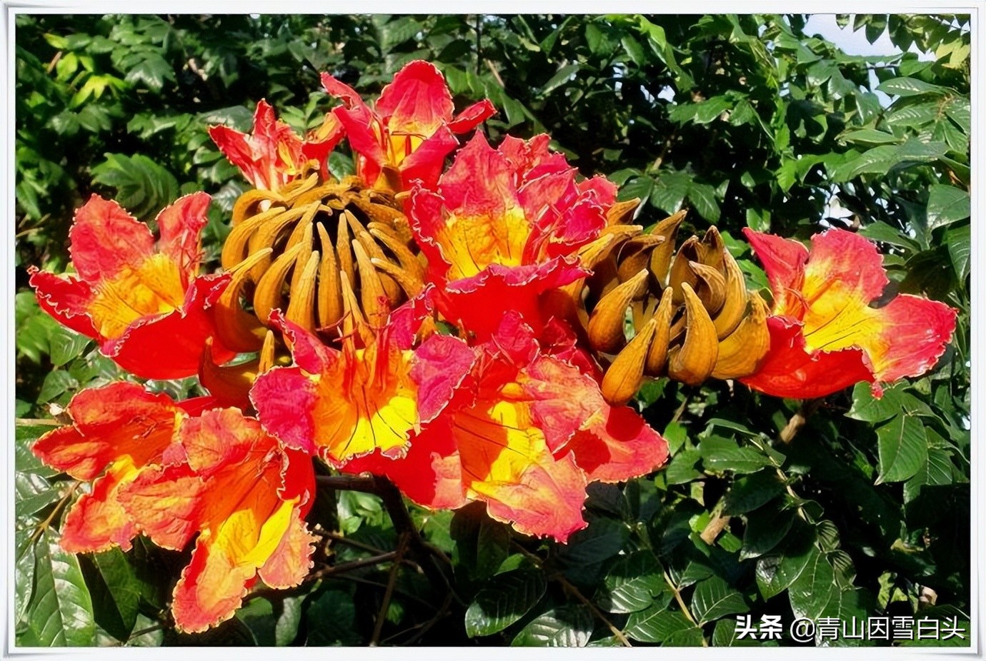 一年开花两年结果三年成熟,一年开花几次比较多