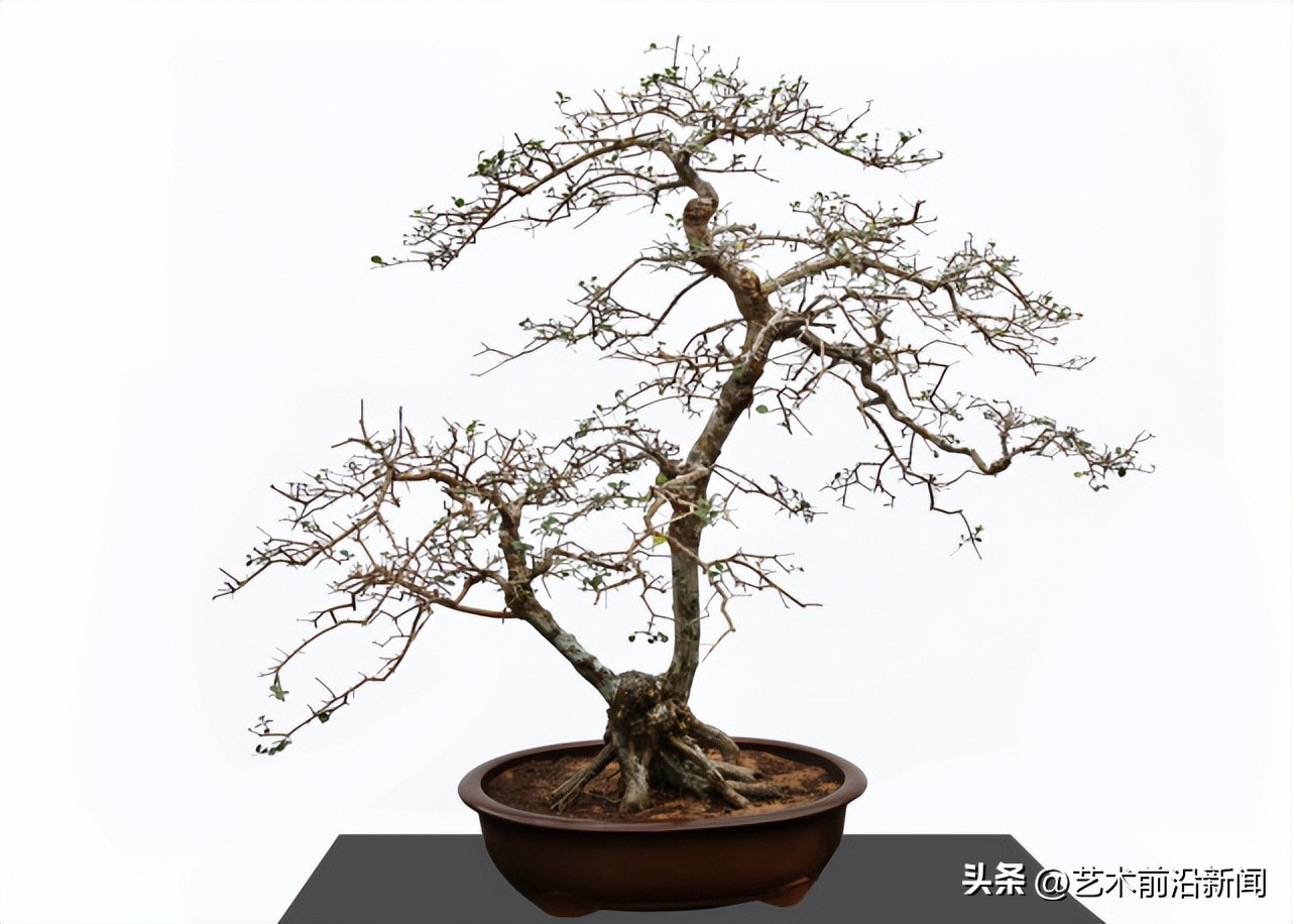 「艺术前沿」胡庆魁的木石人生