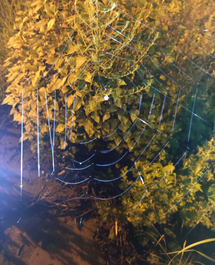 蜘蛛一次能产多少仔,蜘蛛一次可以吐几根丝