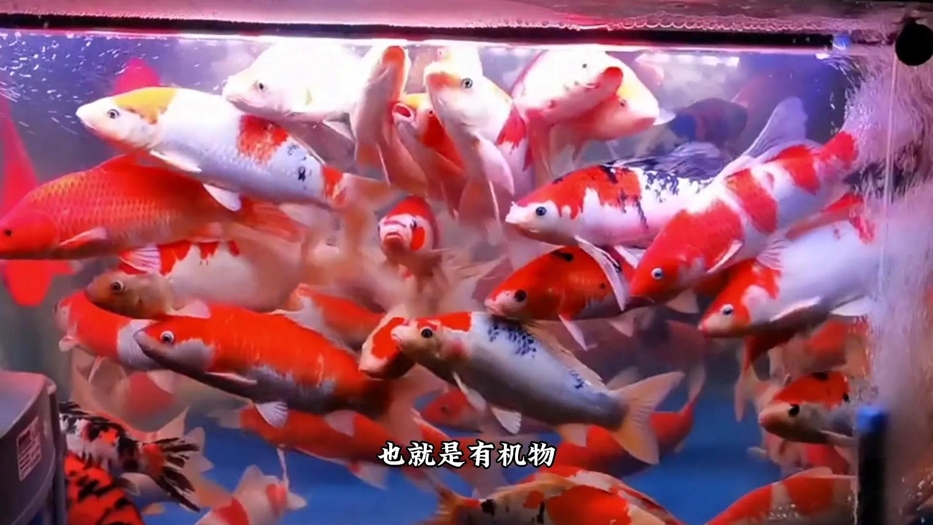 鱼缸水浑浊有腥臭味几天换一次水,鱼缸里的水特别腥正常吗