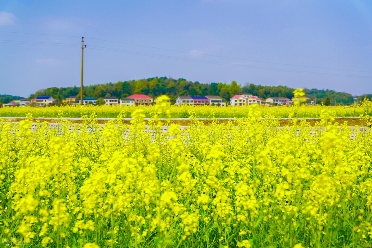 株洲沿江风光带油菜花,长沙油菜花最佳观赏地