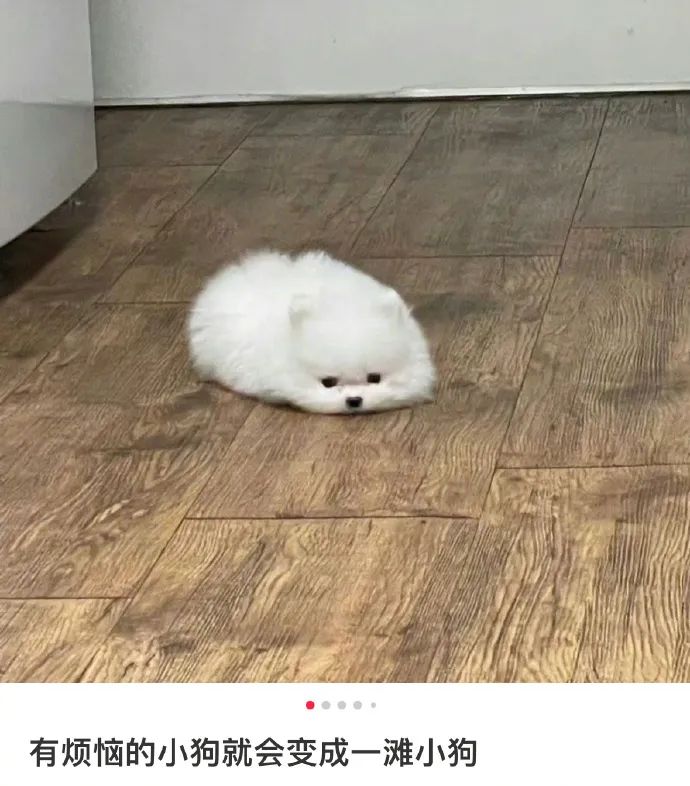 一滩小狗饼！这是摆烂的可爱修勾！