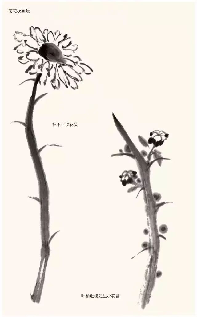 詹仁左写意菊花画法,陈半丁菊花写意画法