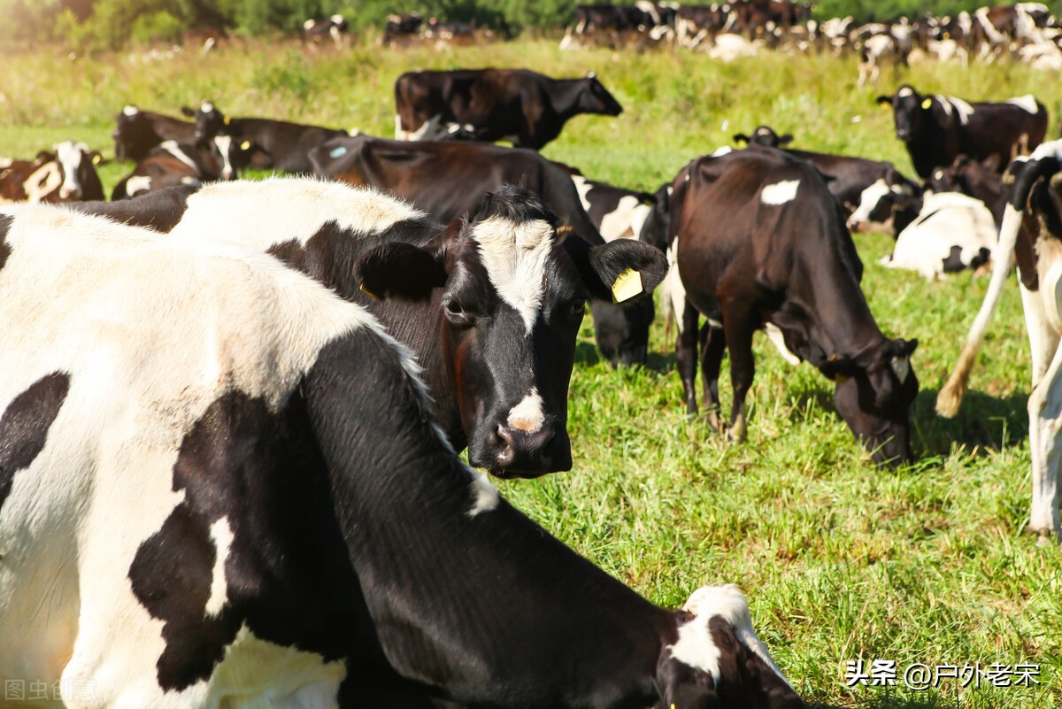 奶牛泌乳调节剂研发SWOT分析