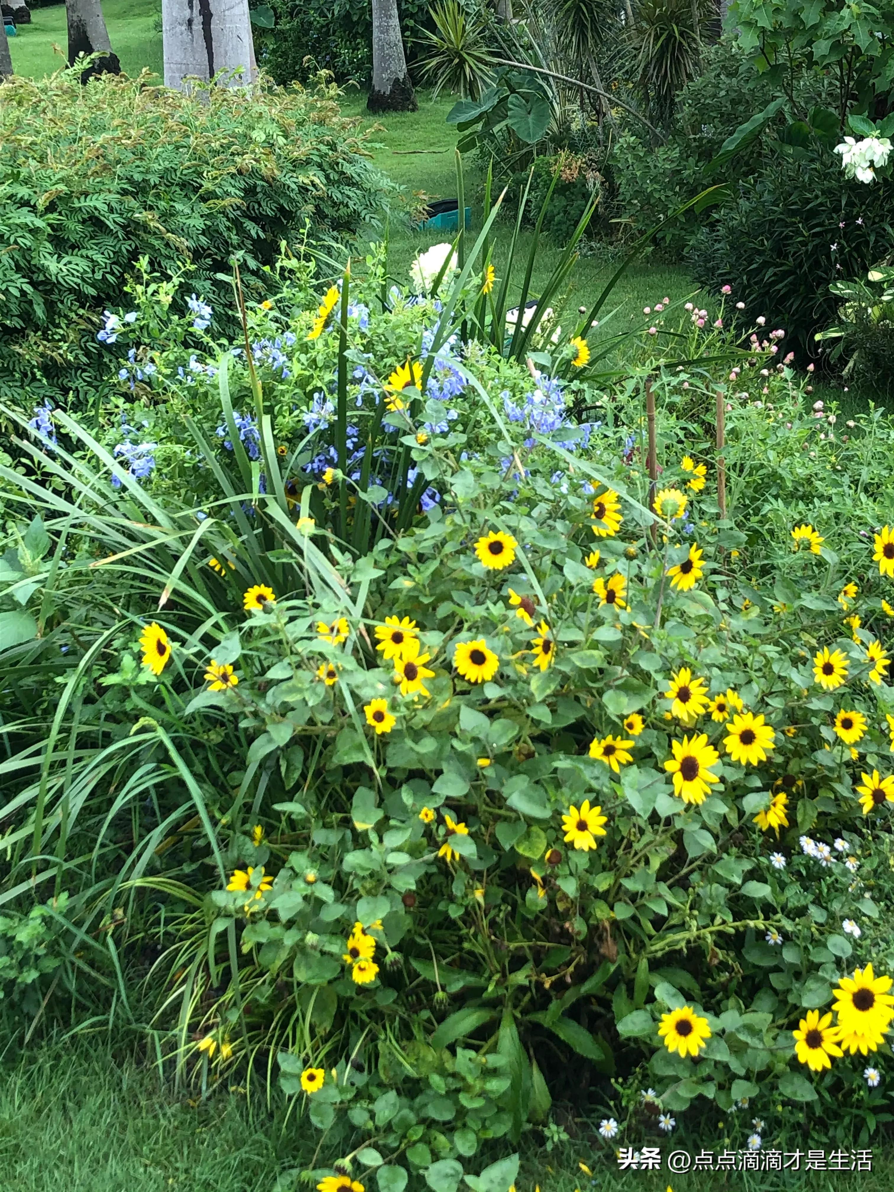 广州云台最美的花园,广州白云云台花园拍照