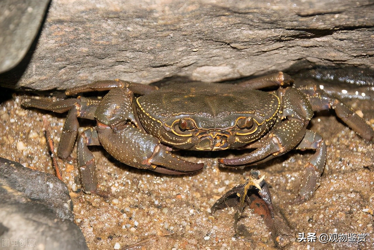 观赏蟹和虾能一起养吗,养观赏蟹和鱼哪个好