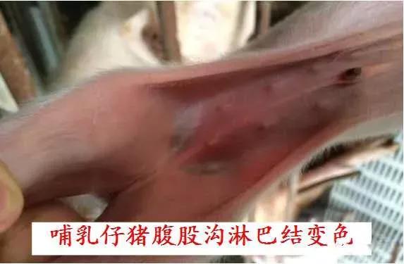 蓝耳病对猪场的危害,蓝耳病猪肉对人体有什么危害