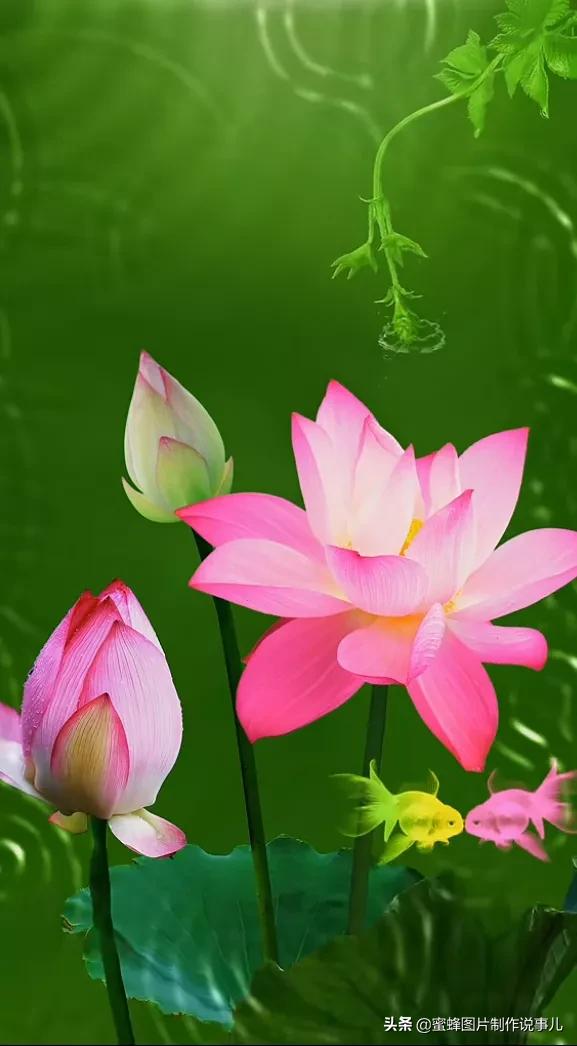 出淤泥而不染濯清涟而不妖深意,出淤泥而不染濯清涟而不妖相似词