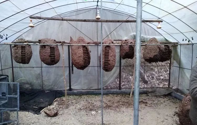 150元一斤，被叫做“天上人参”，被蛰很危险，却很好吃