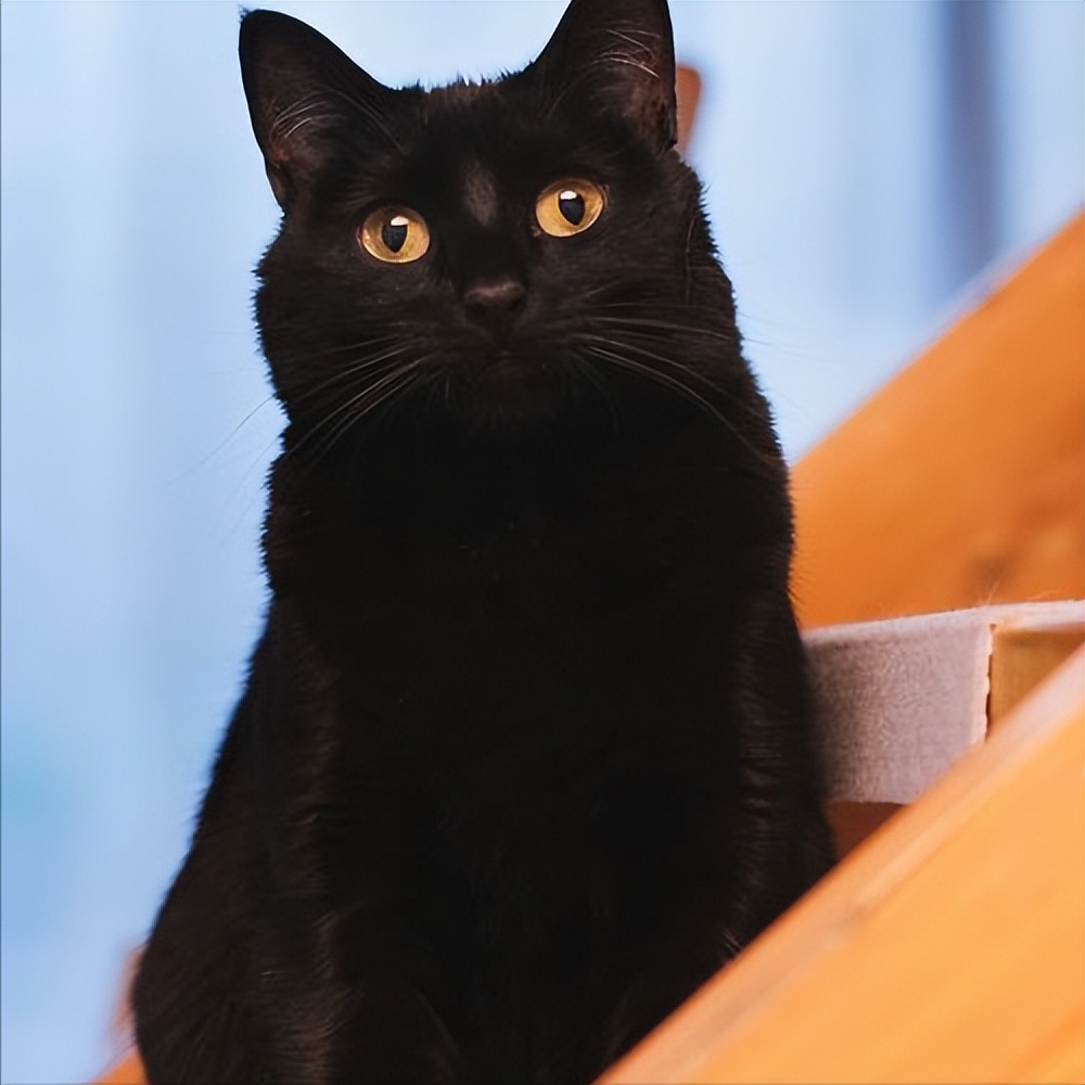 招财猫的四大特征你家猫有吗,招财猫哪个品种最有钱