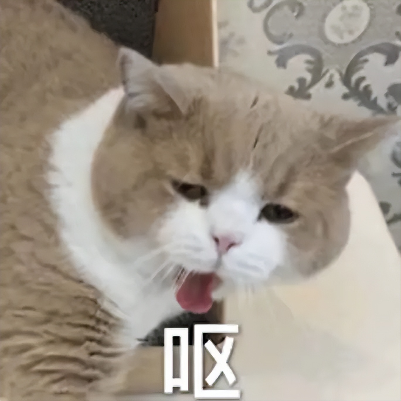 涓婂濂崇敓鎶曟瘨浜嬩欢鍔ㄦ満,涓婂濂崇敓鎶曟瘨浜嬩欢鍚庣画