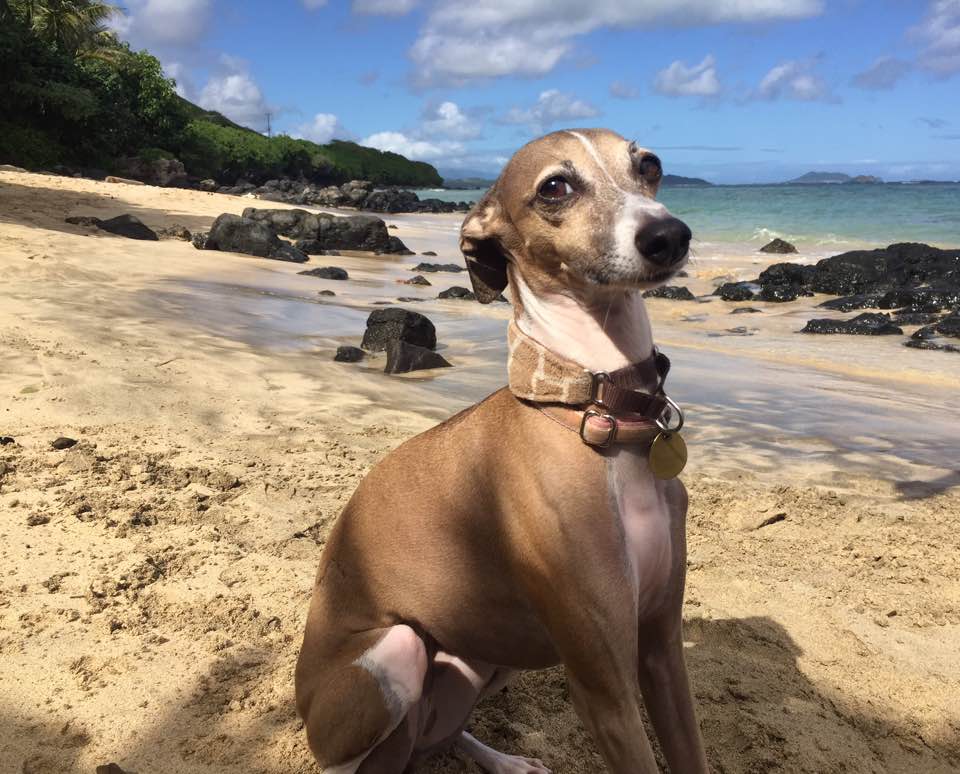 现在最受欢迎比较贵的狗狗,最受欢迎的狗狗十大排行榜小型犬