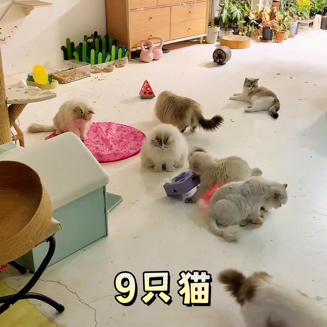 养猫好物大合集,养猫好物大全