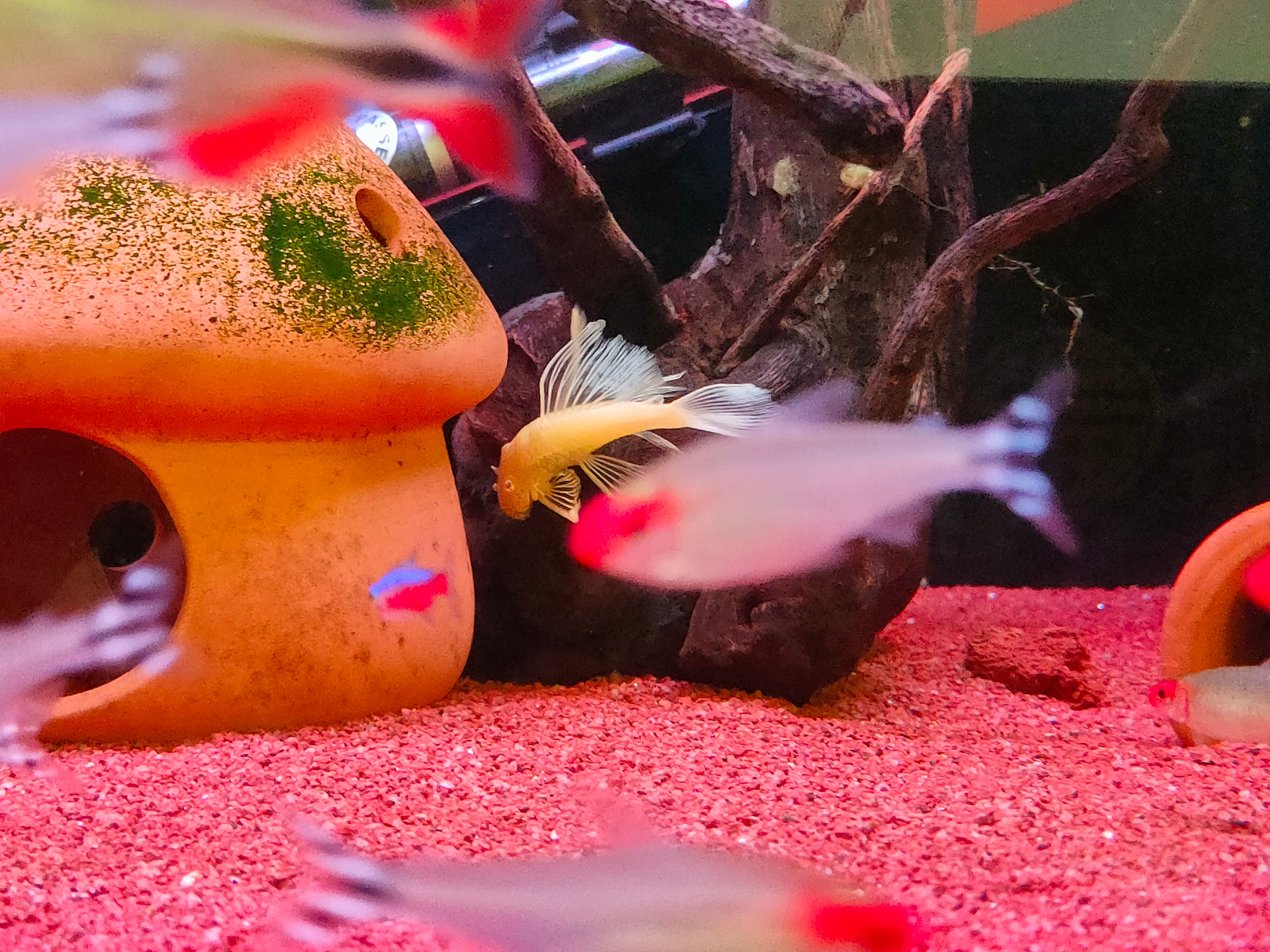 清洁鱼有什么用,冷清洁鱼有哪些