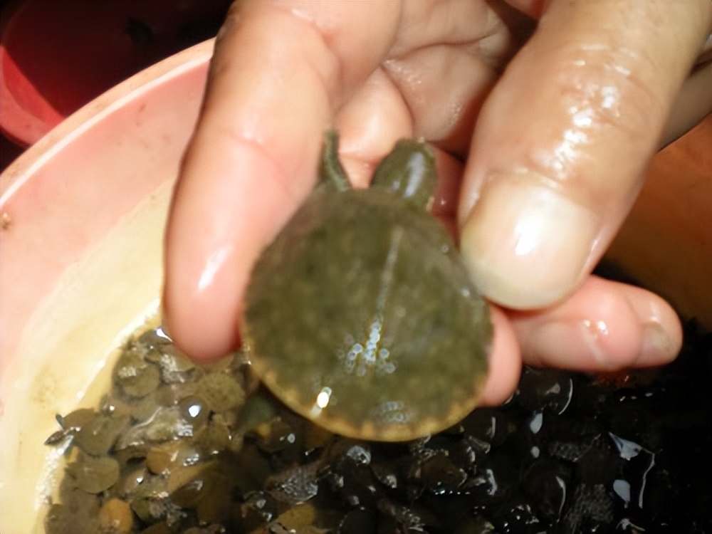 养殖哪个鳖种有前景,中华鳖养殖现状及未来发展