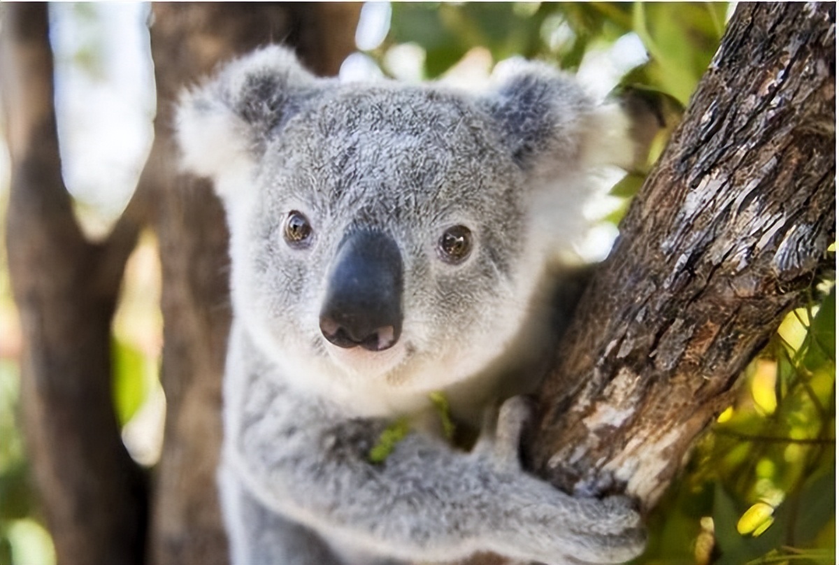 澳洲富人区和贫民区有什么区别,澳大利亚为什么成为富人的天堂