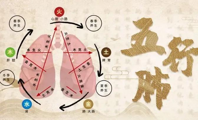 前列腺增生结节用什么中药,肺结节和前列腺增生吃什么中药