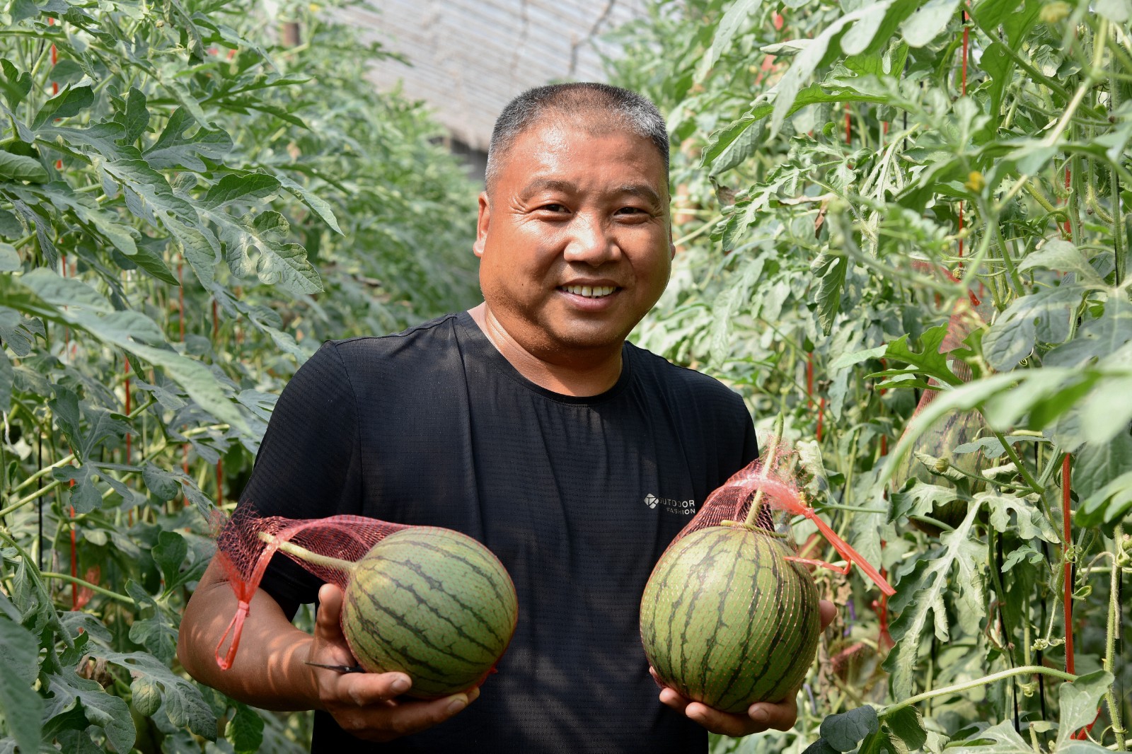 孟津市送庄镇袖珍西瓜市场,孟津宋庄袖珍西瓜价格
