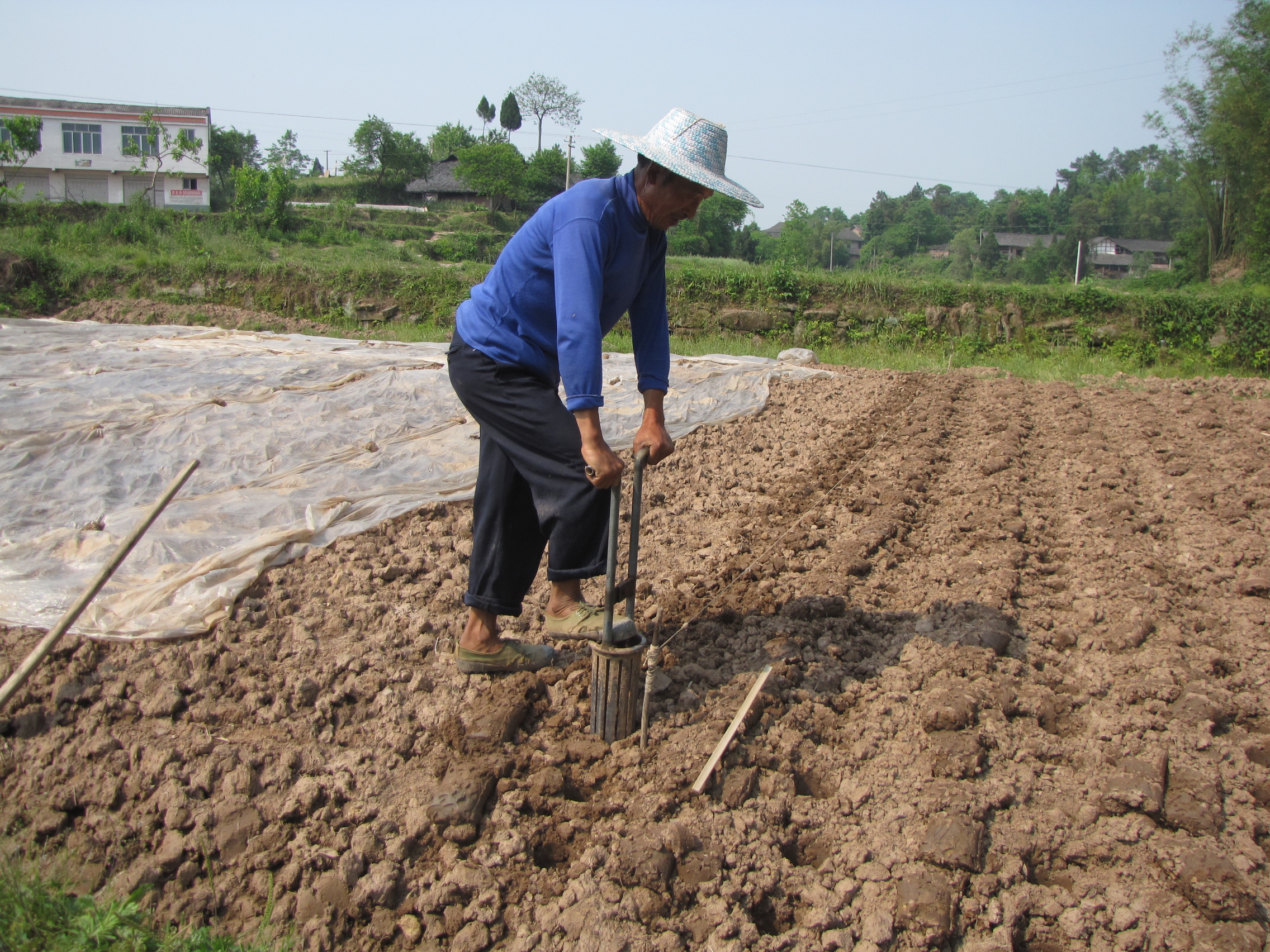 洞洞姜的底层怎么处理,洞洞姜处理方法