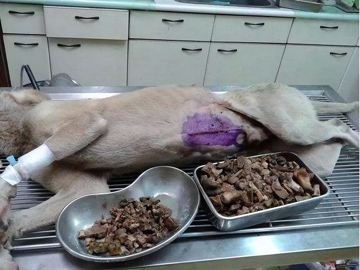 狗狗天天吃骨头有危害吗,狗狗天天吃鸡胸肉会有危害吗