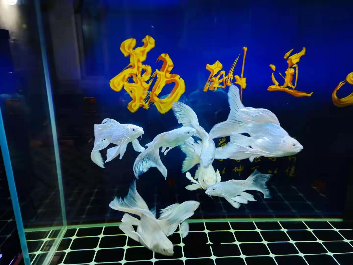 价格比较高的观赏鱼,各类观赏鱼价格一览表