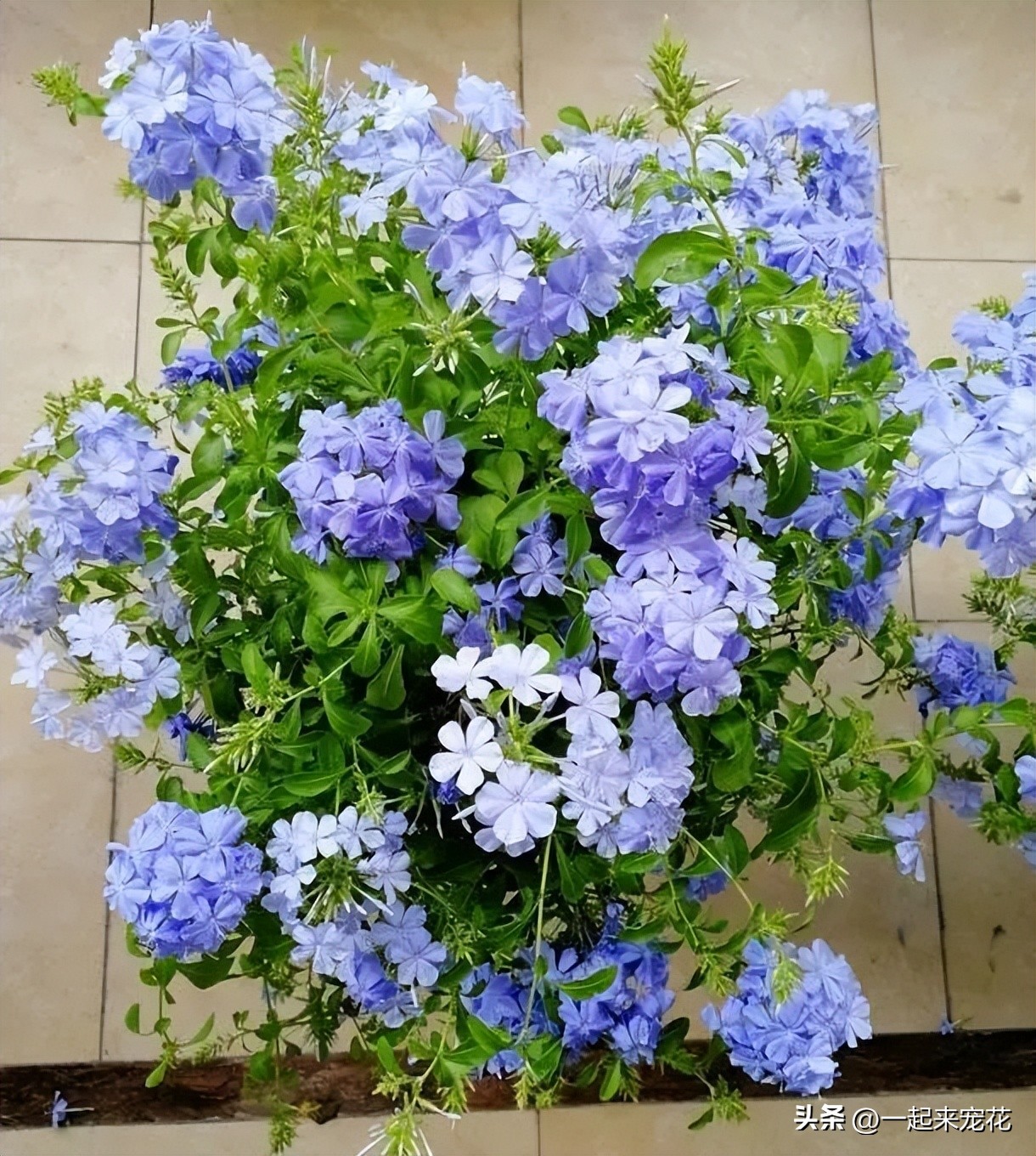 四季开花耐热耐寒爬墙最快的花,6月养5种花很省心