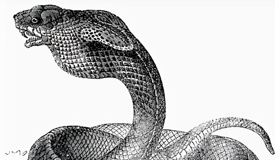 世界上真的有人放生蛇吗,放生巨型眼镜蛇