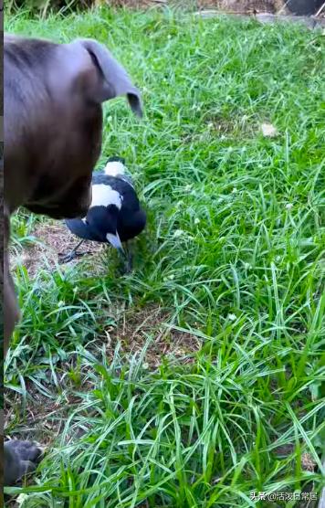 狗跟喜鹊待久了竟开始假孕分泌乳汁鸟：我把你当朋友你却想当我妈