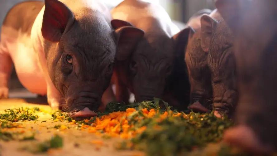 生态猪的养殖技术和方法,生态猪的养殖方法和销量