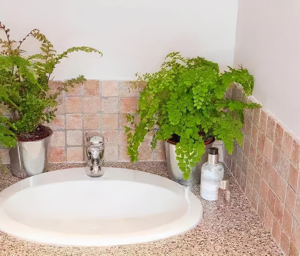 6种花适合养在卫生间吸潮气,家里有卫生间一定要养一盆